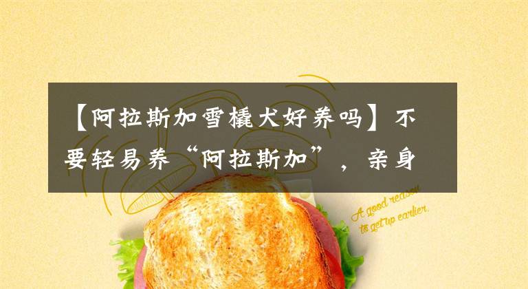 【阿拉斯加雪橇犬好养吗】不要轻易养“阿拉斯加”，亲身经历告诉你，别后悔