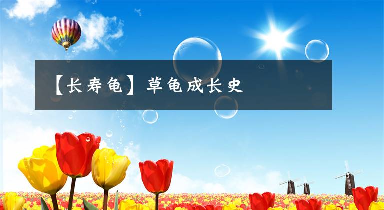 【长寿龟】草龟成长史