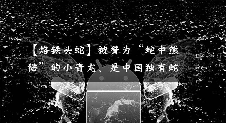 【烙铁头蛇】被誉为“蛇中熊猫”的小青龙,是中国独有蛇类,为何频频现身国外