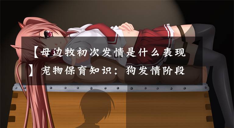 【母边牧初次发情是什么表现】宠物保育知识:狗发情阶段和发情症状