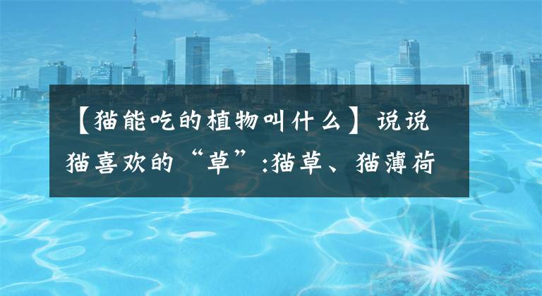 【猫能吃的植物叫什么】说说猫喜欢的“草”:猫草、猫薄荷、木天然。