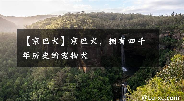 【京巴犬】京巴犬，拥有四千年历史的宠物犬