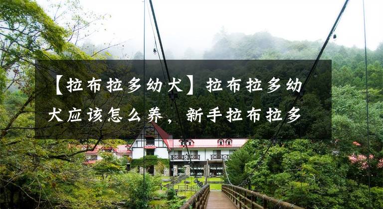 【拉布拉多幼犬】拉布拉多幼犬应该怎么养，新手拉布拉多饲养攻略