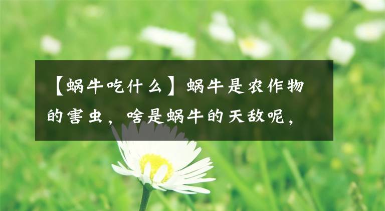 【蜗牛吃什么】蜗牛是农作物的害虫,啥是蜗牛的天敌呢,老农说是萤火虫