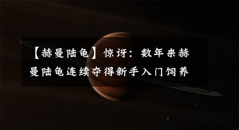 【赫曼陆龟】惊讶：数年来赫曼陆龟连续夺得新手入门饲养级别的冠军