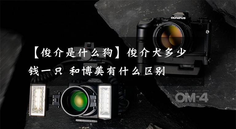 【俊介是什么狗】俊介犬多少钱一只 和博美有什么区别