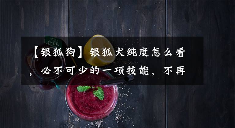 【银狐狗】银狐犬纯度怎么看，必不可少的一项技能，不再被无良商贩欺骗