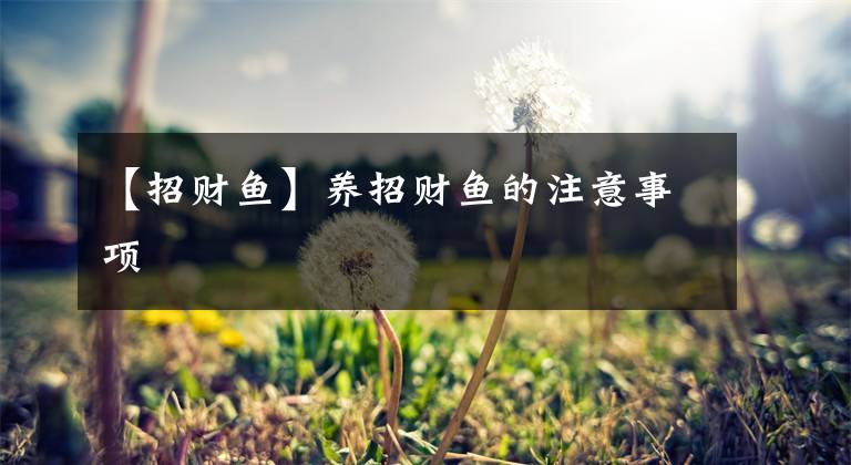 【招财鱼】养招财鱼的注意事项