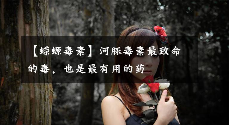 【蝾螈毒素】河豚毒素最致命的毒，也是最有用的药