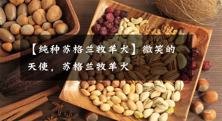 【纯种苏格兰牧羊犬】微笑的天使,苏格兰牧羊犬