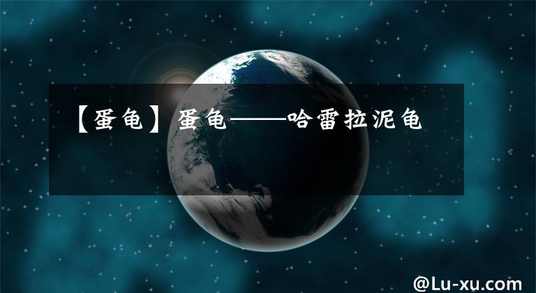 【蛋龟】蛋龟——哈雷拉泥龟