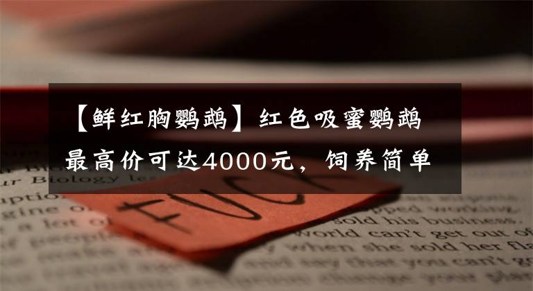 【鲜红胸鹦鹉】红色吸蜜鹦鹉最高价可达4000元，饲养简单，性格外向活泼增添乐趣