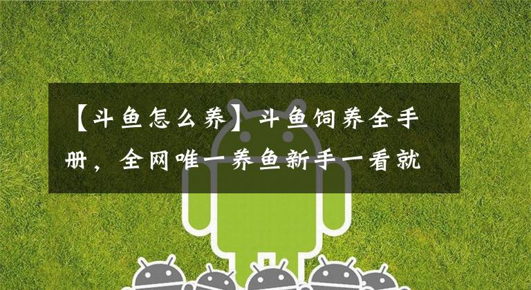 【斗鱼怎么养】斗鱼饲养全手册,全网唯一养鱼新手一看就懂,鱼缸不用加过滤的