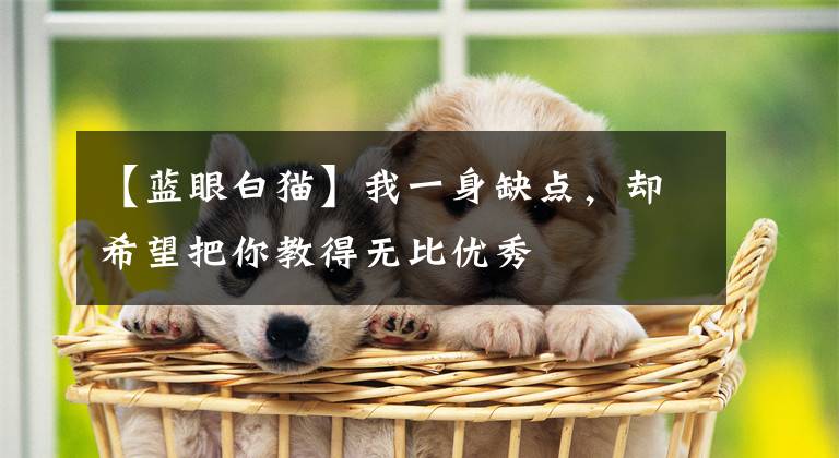 【蓝眼白猫】我一身缺点，却希望把你教得无比优秀