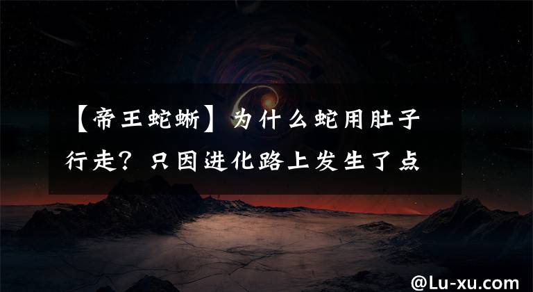 【帝王蛇蜥】为什么蛇用肚子行走？只因进化路上发生了点小插曲