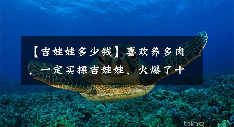 【吉娃娃多少钱】喜欢养多肉，一定买棵吉娃娃，火爆了十多年，颜值永远在线