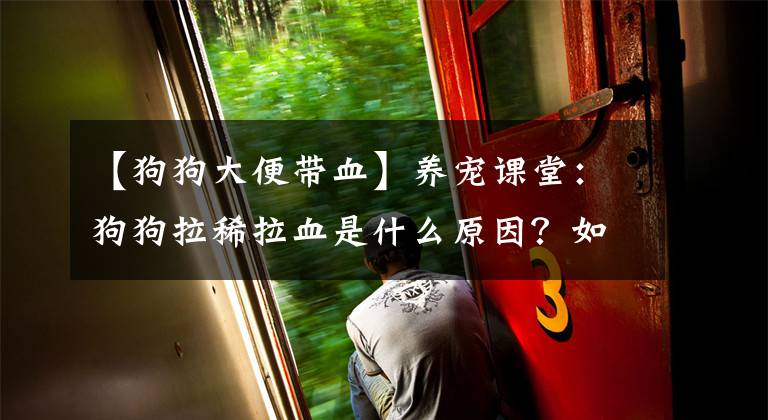 【狗狗大便带血】养宠课堂：狗狗拉稀拉血是什么原因？如何处理？可以在家解决吗？