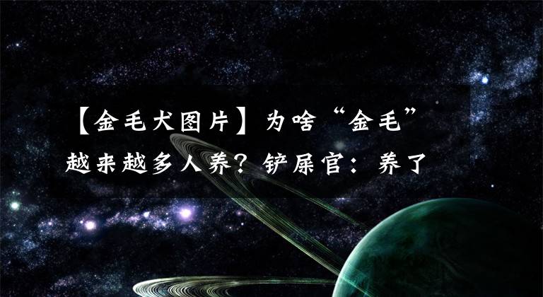 【金毛犬图片】为啥“金毛”越来越多人养？铲屎官：养了才知道“真香”