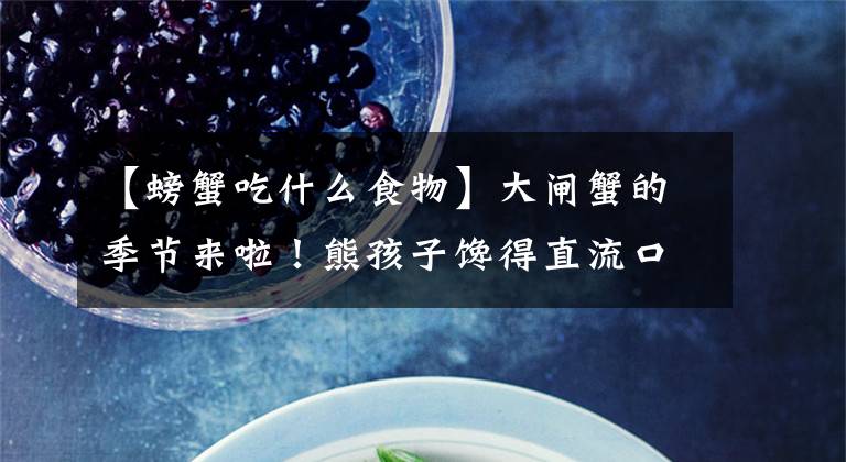【螃蟹吃什么食物】大闸蟹的季节来啦！熊孩子馋得直流口水，可以给ta们吃吗？