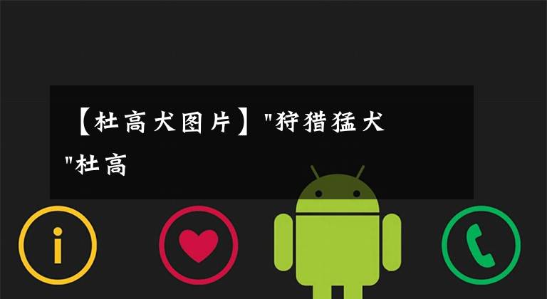 【杜高犬图片】"狩猎猛犬"杜高