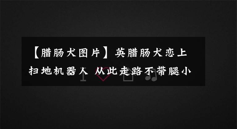 【腊肠犬图片】英腊肠犬恋上扫地机器人 从此走路不带腿小样萌惨了