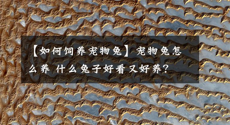 【如何饲养宠物兔】宠物兔怎么养 什么兔子好看又好养？