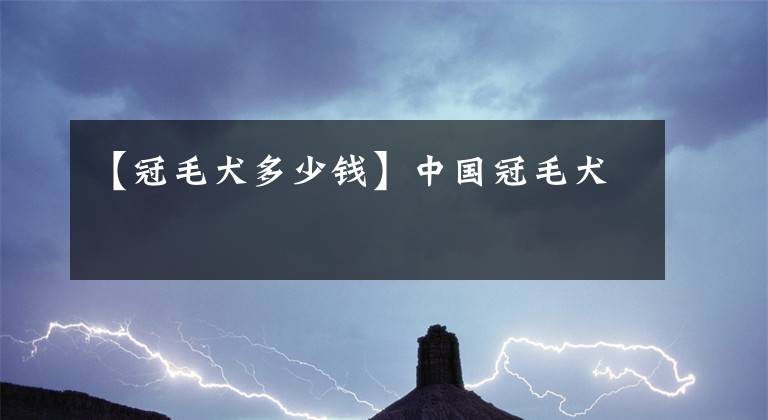 【冠毛犬多少钱】中国冠毛犬