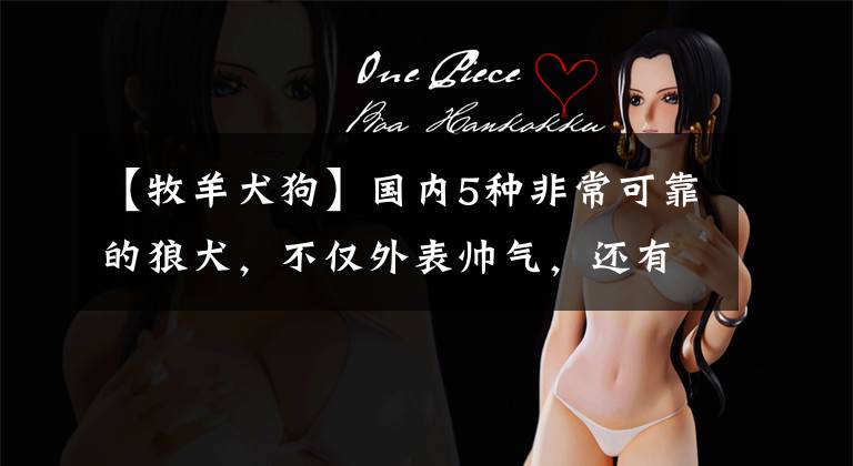 【牧羊犬狗】国内5种非常可靠的狼犬，不仅外表帅气，还有野狼的基因