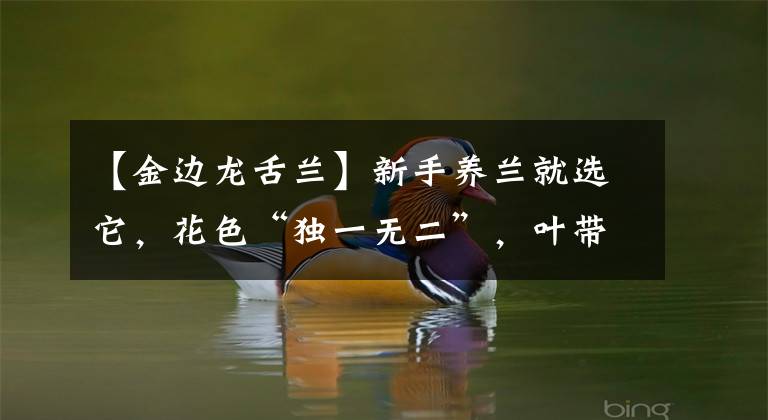 【金边龙舌兰】新手养兰就选它，花色“独一无二”，叶带大金边，勤花勤草很好养