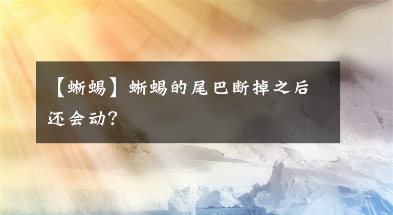 【蜥蜴】蜥蜴的尾巴断掉之后还会动？