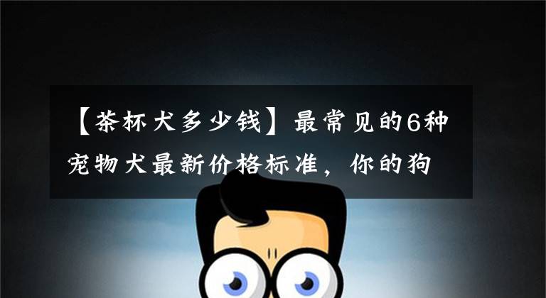 【茶杯犬多少钱】最常见的6种宠物犬最新价格标准,你的狗能够卖多少钱?