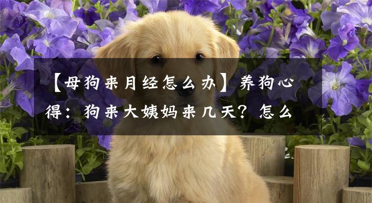 【母狗来月经怎么办】养狗心得:狗来大姨妈来几天?怎么处理?