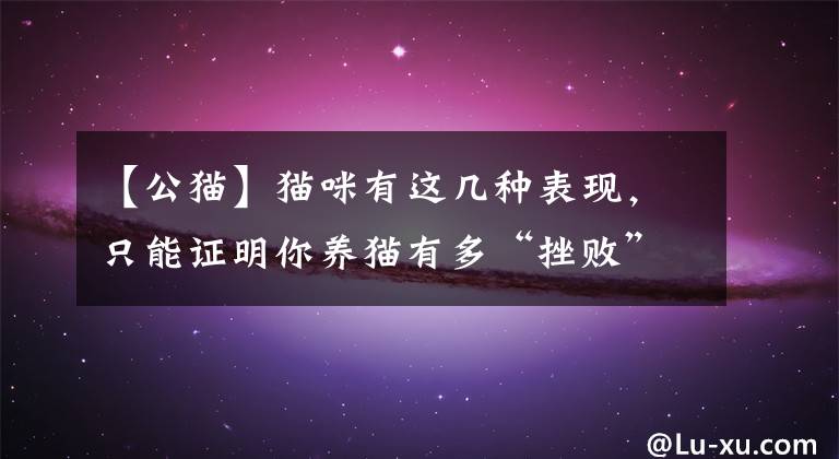 【公猫】猫咪有这几种表现，只能证明你养猫有多“挫败”