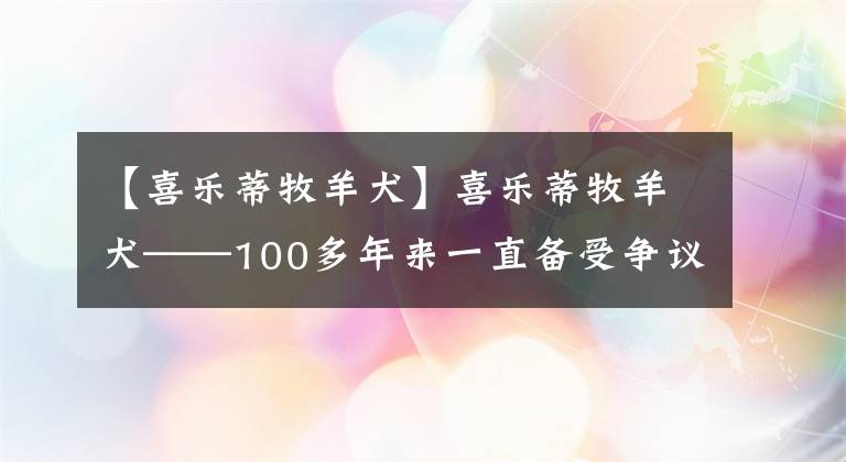 【喜乐蒂牧羊犬】喜乐蒂牧羊犬——100多年来一直备受争议