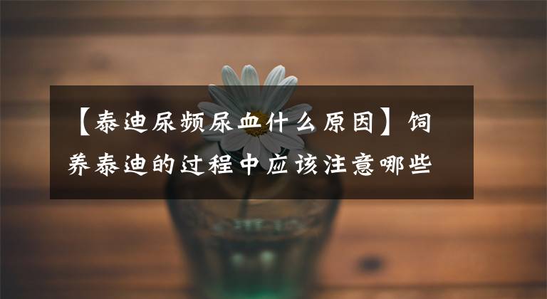【泰迪尿频尿血什么原因】饲养泰迪的过程中应该注意哪些问题呢?今天给大家汇总一下!