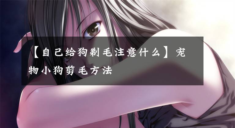 【自己给狗剃毛注意什么】宠物小狗剪毛方法