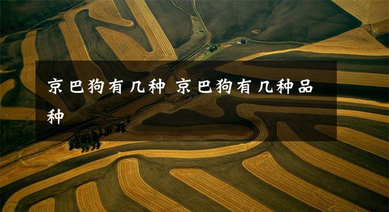 京巴狗有几种 京巴狗有几种品种