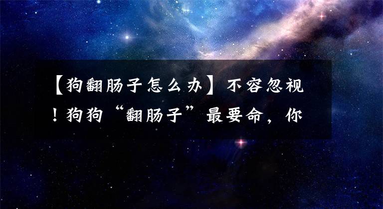 【狗翻肠子怎么办】不容忽视！狗狗“翻肠子”最要命，你知道该怎么办吗？