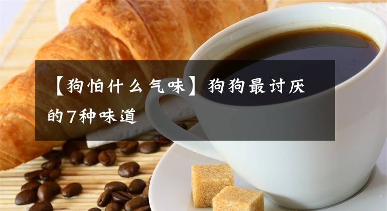 【狗怕什么气味】狗狗最讨厌的7种味道