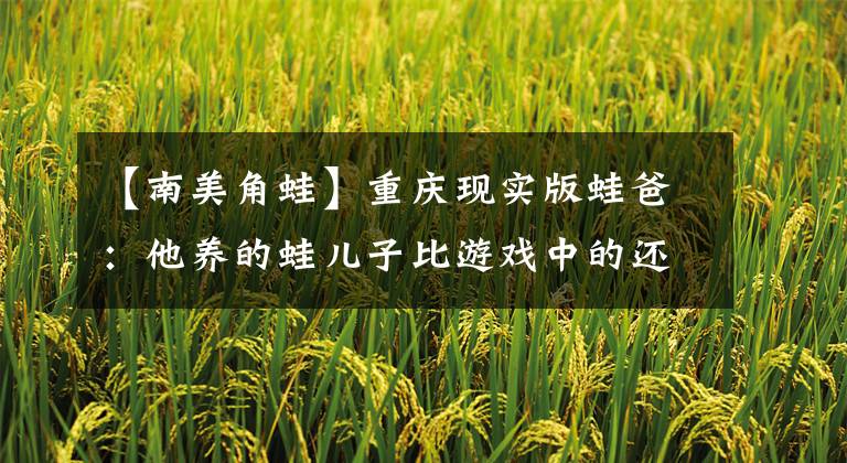 【南美角蛙】重庆现实版蛙爸：他养的蛙儿子比游戏中的还乖 一只身价上万元