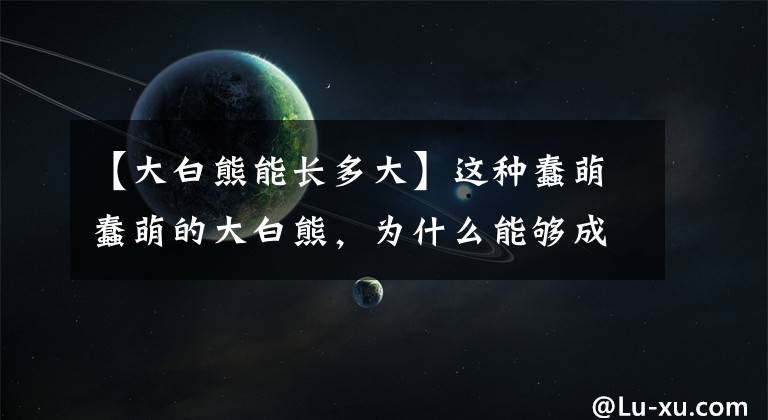【大白熊能长多大】这种蠢萌蠢萌的大白熊,为什么能够成为熊类最强存在?