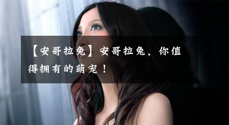 【安哥拉兔】安哥拉兔,你值得拥有的萌宠!