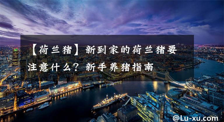 【荷兰猪】新到家的荷兰猪要注意什么？新手养猪指南