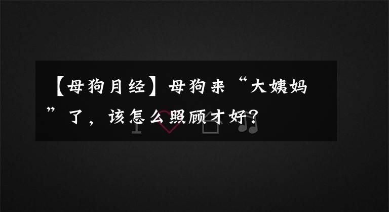 【母狗月经】母狗来“大姨妈”了，该怎么照顾才好？