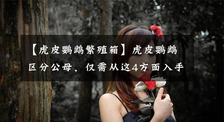 【虎皮鹦鹉繁殖箱】虎皮鹦鹉区分公母,仅需从这4方面入手,轻松掌握分辨公母的方法