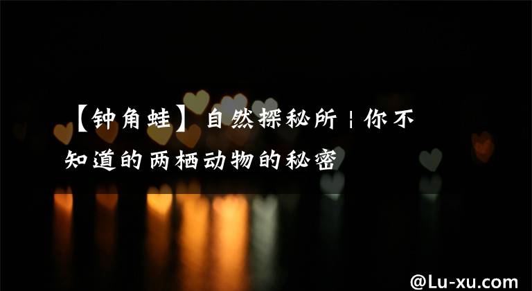 【钟角蛙】自然探秘所 | 你不知道的两栖动物的秘密