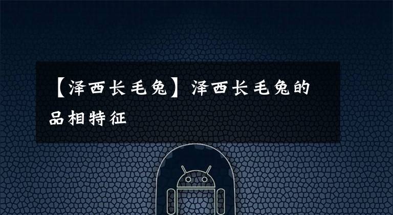 【泽西长毛兔】泽西长毛兔的品相特征