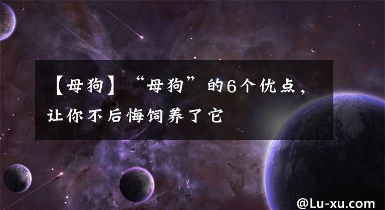 【母狗】“母狗”的6个优点，让你不后悔饲养了它