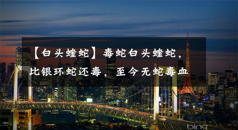 【白头蝰蛇】毒蛇白头蝰蛇，比银环蛇还毒，至今无蛇毒血清。它究竟有何特殊