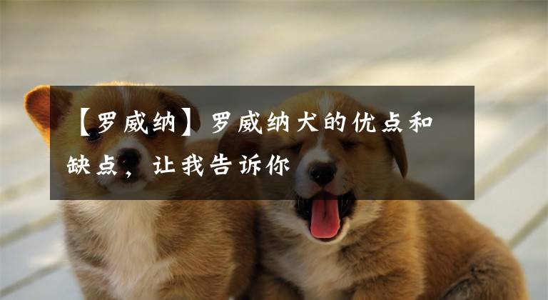 【罗威纳】罗威纳犬的优点和缺点,让我告诉你